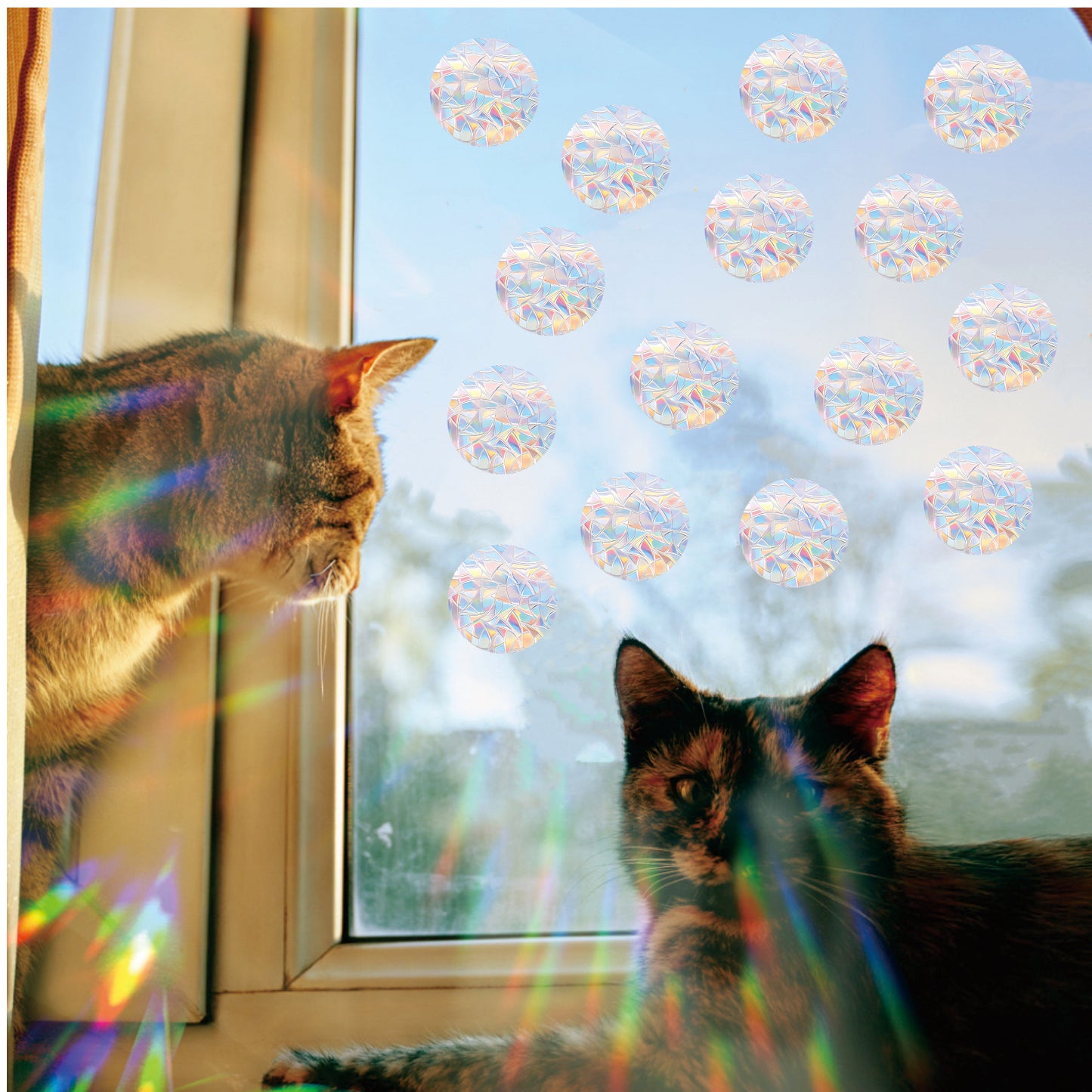 96PCS Circle Window Stickers Window Clings Anti Collision Window Decals to Save Birds from Collisions Non Adhesive Prismatic Vinyl Clings Rainbow Stickers